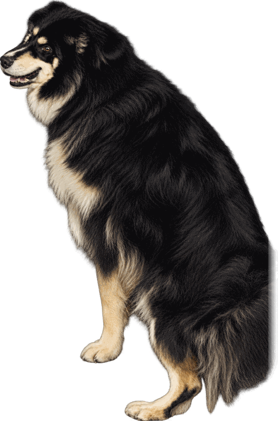 Boone, a big fluffy black and tan dog, sitting and looking to the side