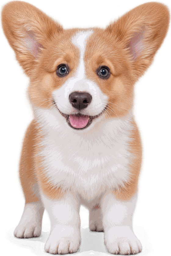 Peanut, Harlan's other dog